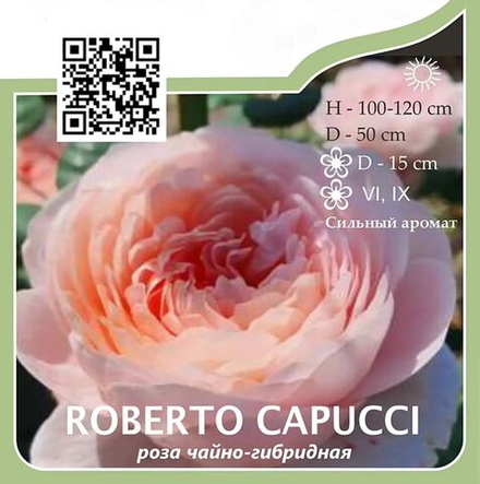 Роза чайно-гибридная "Roberto Capucci"