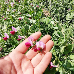 Снеп Горох Цветок Магнолии - Snap Magnolia Blossom Pea