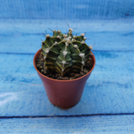 Gymnocalycium Friedrichii (Гимнокалициум)