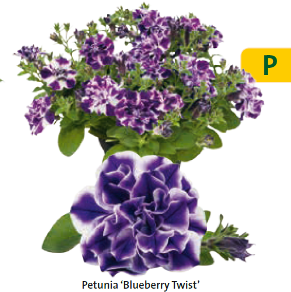 Петуния Blueberry Twist ЕВРО укорененный черенок ЯНВАРЬ 26