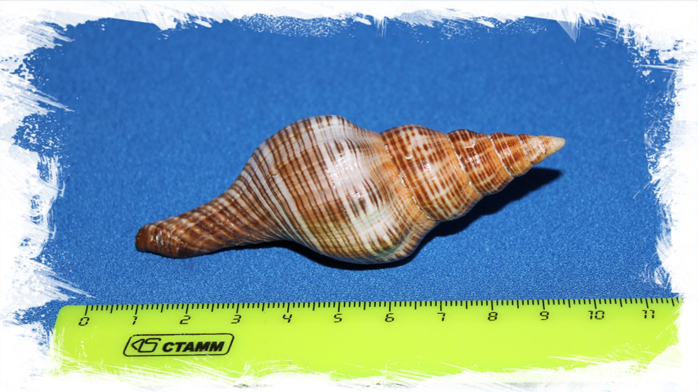 Плеуроплока Филаментоза, 5-7см, 1шт