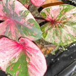 Каладиум MANEE LOM PHET PHLAENG