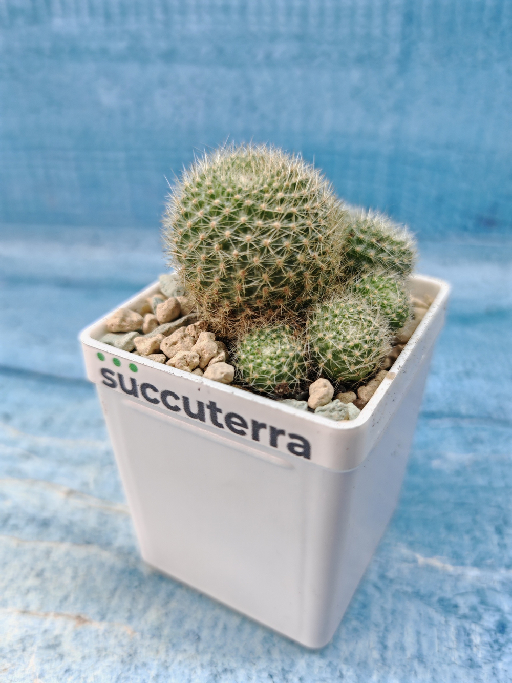 Rebutia Vulpina (Ребуция)