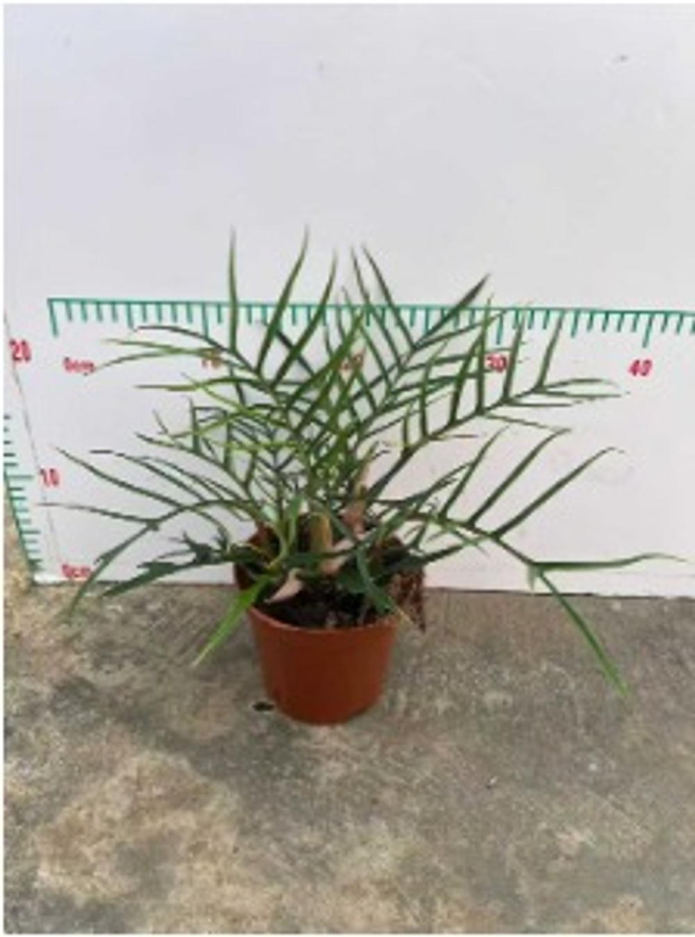 Филодендрон Christmas tree д.12