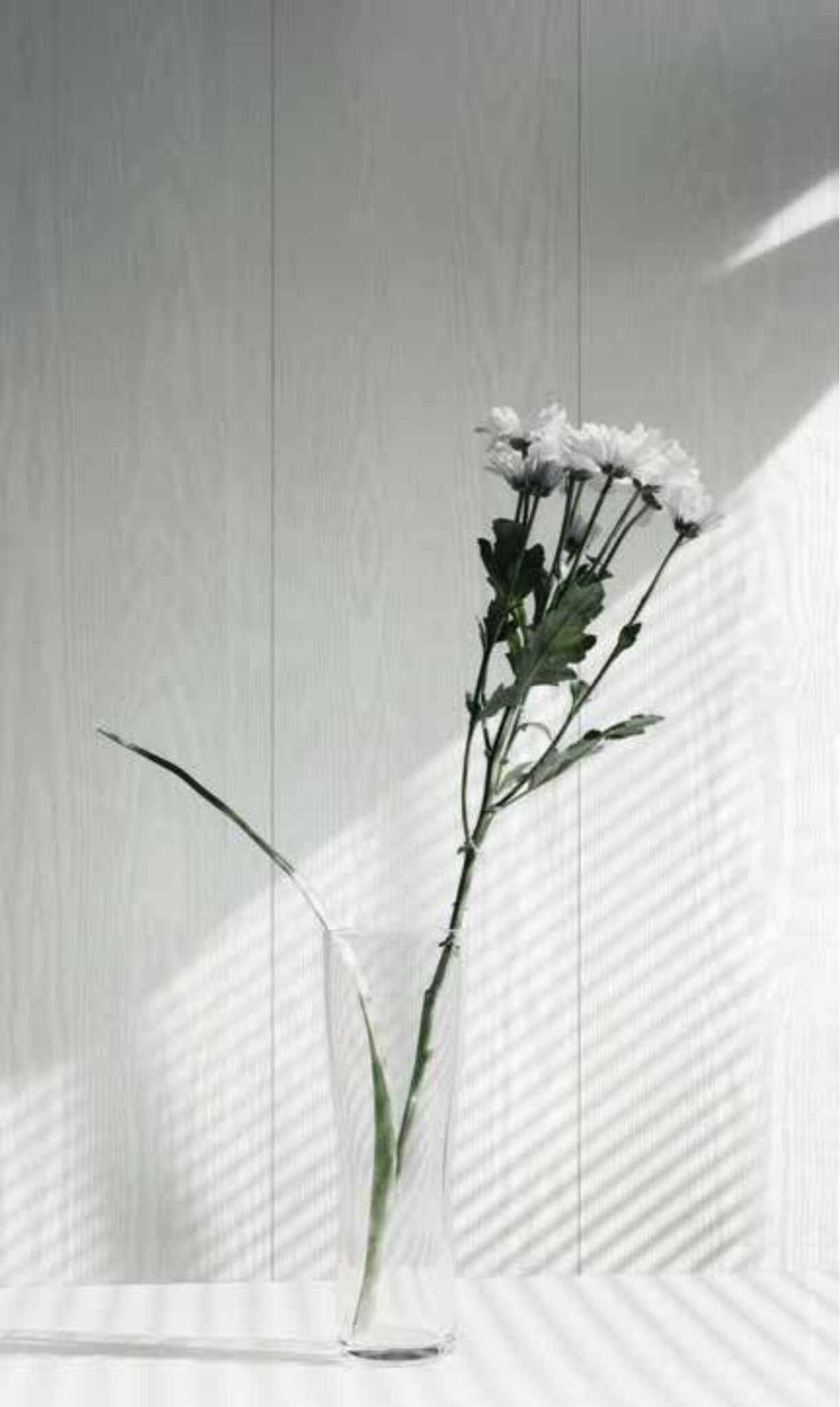 Стеновая панель ХДФ Союз Elegance ART Белый Лес 2700х238мм