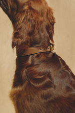 Ошейник "Пони-Селедка" Коричневый