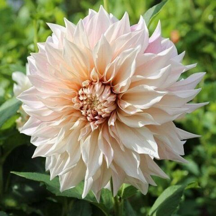 Георгина Кофе О Лейт 1 шт.