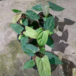 Антуриум PORTILLAE x DARK PHOENIX