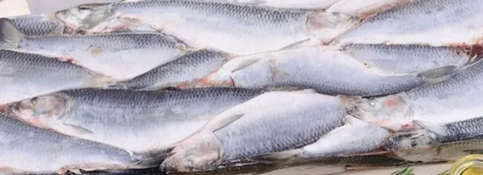 Сельдь тихоокеанская (1/22)