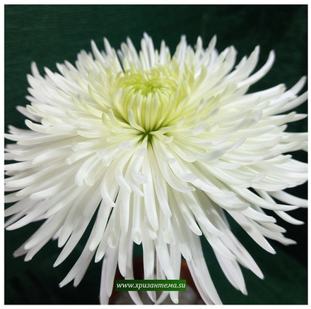 Хризантема кустовая, одноголовая White Sheena 🌼 к.39