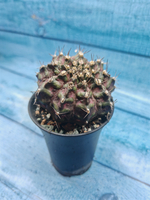 Gymnocalycium T-Rex Pink hybride (Гимнокалициум T-rex)