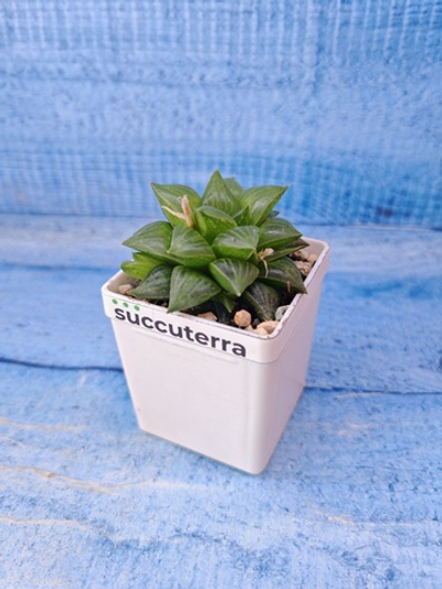 Haworthia Turgida (Хавортия)