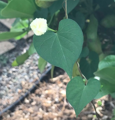 Институт Физического Мастерства - Вебинар 9