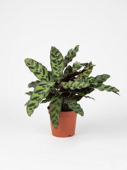 Калатея Leopard Pattern д.11