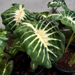 Колоказия WATERMELON PRINCESS