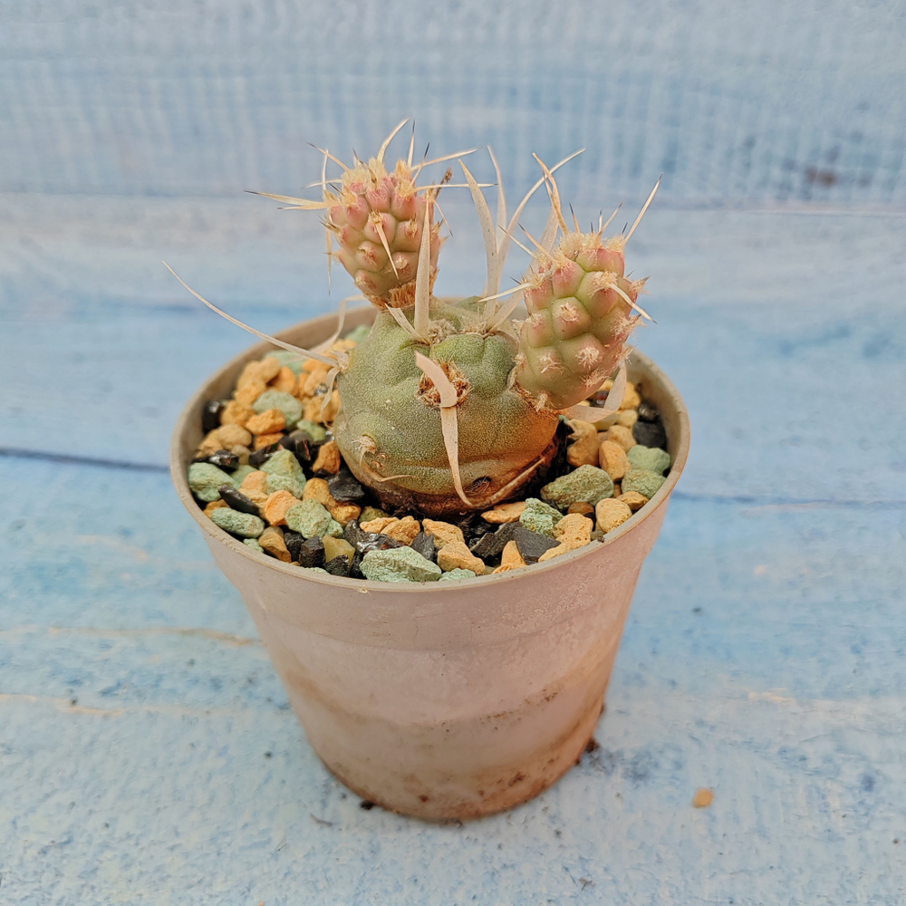 Tephrocactus Articulatus Papyracanthus (Тефрокактус)