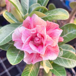 Адениум NAM MON