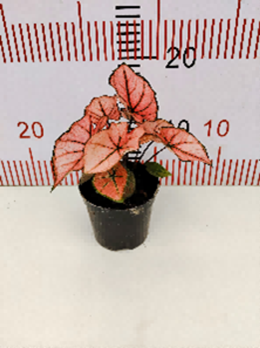 Каладиум Pink Crystal д.12