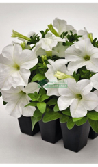Петуния SUCCESS 360° WHITE
