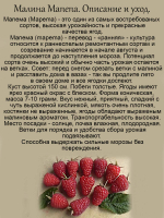 Малина Мапема ремонтантная ранняя
