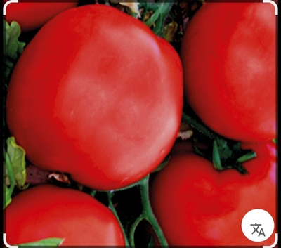 Томат Соня F1 - Sonia F1 1000 семян