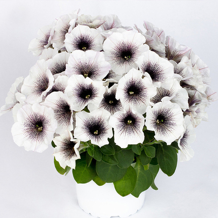 ЕВРО Петуния Crazytunia Black and White укорененный черенок ОКС декабрь 25
