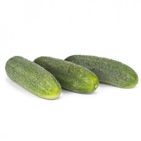 ДИРИГЕНТ F1 семена огурца партенокарпического (Rijk Zwaan) цена – фото 4