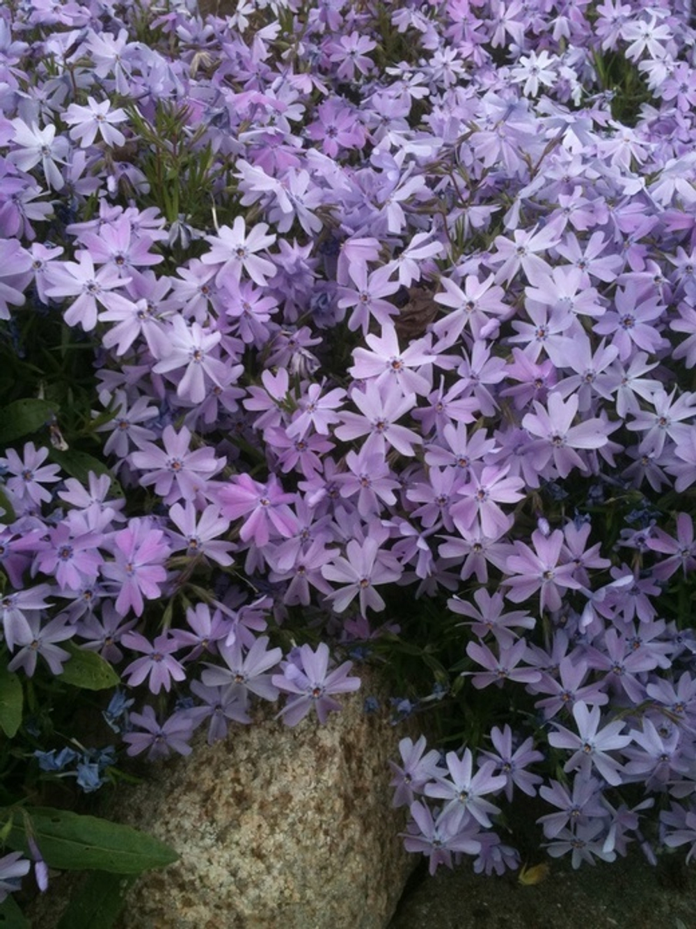 Флокс шиловидный Папарацци Гага Р9 Закупка М36 получение май-июнь 2026