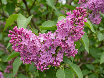 Сирень Персидская (Syringa × persica)