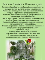 Рипсалис Линдберга суккулент ампельный кактус