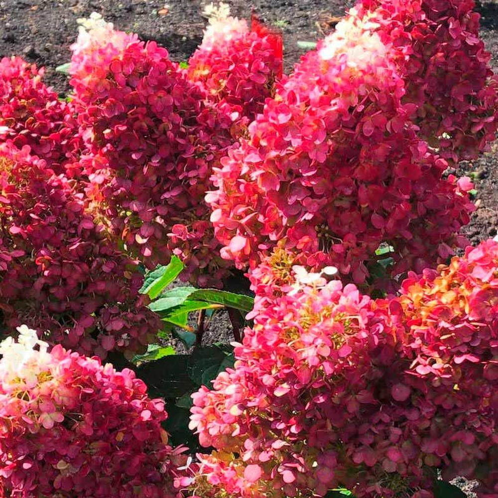 Гортензия метельчатая Ред Вельвет,Индиан Саммер (Hydrangea paniculata `Red Velvet`)