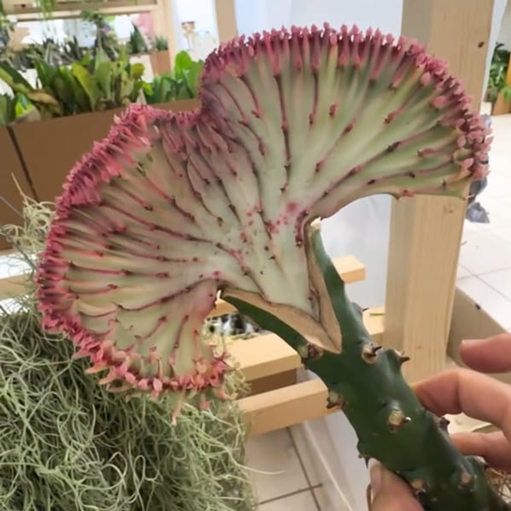 Эуфорбия лактеа кристата RED