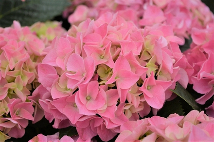 AMORE ROUS (Стандарт поставки Р9)2025г.