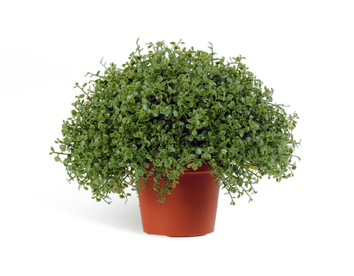 Рясковый мох в горшочке в-15, д-18 см (пластик) 12/12 20.5927N