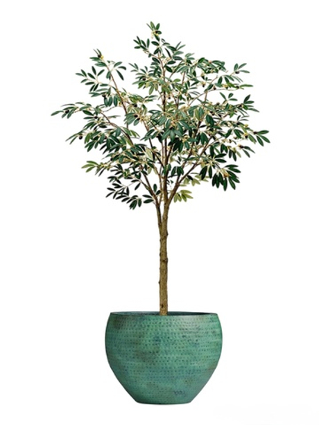 Комплект - Олива Leccino 180см в кашпо TREEZ Effectory - Ron