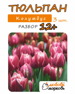 Тюльпан Луковица, Колумбус, 3шт разбор 12+