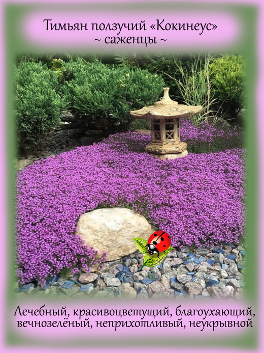 Тимьян Кокинеус красивоцветущий ползучий
