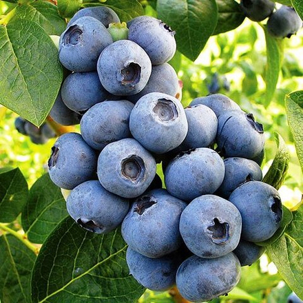 Голубика высокая Торо