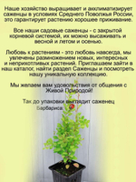 Барбарис Золотая мечта Голден Дрим многолетний