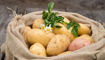 картофель