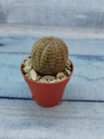 Euphoria Obesa (Эуфорбия)