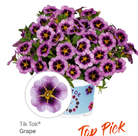 Калибрахоа Tik Tok Grape укорененный черенок ОКС февраль 26 Dummen Orange