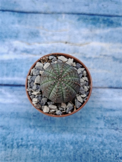 Euphorbia Obesa (Эуфорбия)