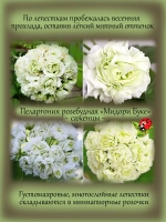Пеларгония Мидори Буке розебудная