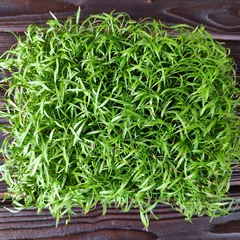 Кресс-укроп на корне (лоток) / 30 гр Кресс-укроп на корне (лоток) / 30 гр