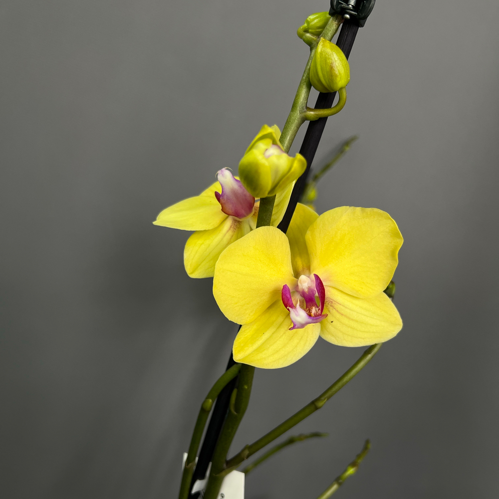 Орхидея Фаленопсис