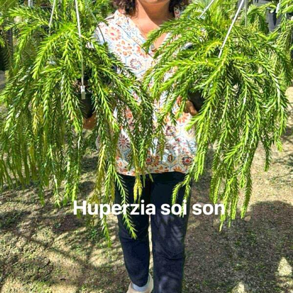 Хуперция H.SOI SON