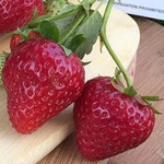 Земляника садовая ( клубника) ремонтантная МОНТЕРЕЙ