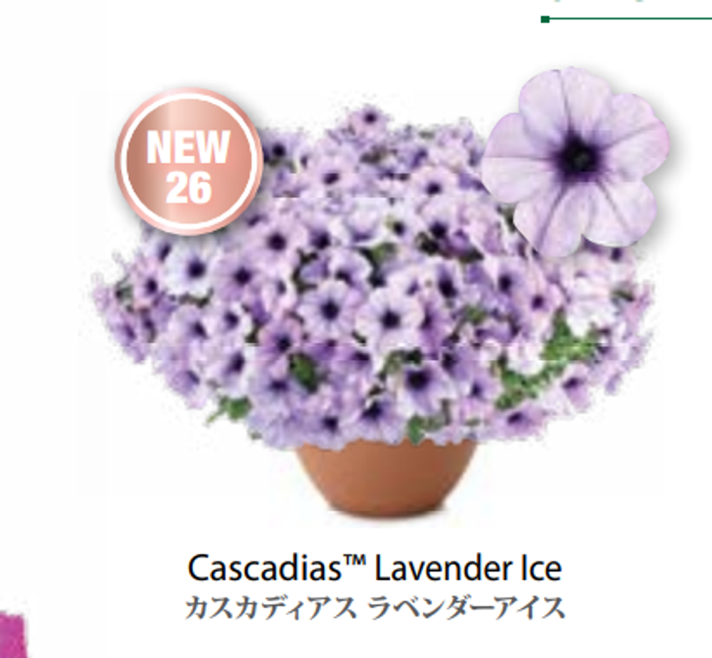 Новинка 2026 ЕВРО Petunia Cascadias Lavender Ice укорененный черенок март 26