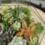 Флорариум с суккулентами Алмаз Laaroom